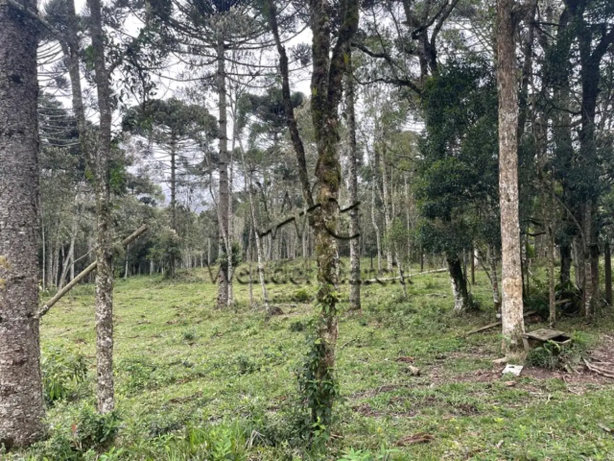 LOTE 001 - 01 (um) terreno urbano situado no bairro São Miguel, município de Campo Alegre, contendo a área de trezentos e oitenta e nove mil e trezentos e trinta e três metros e sessenta e cinco decímetros quadrados (389.333,65m2), quase na divisa com a Localidade de Laranjeiras, pouco antes da Policia Rodoviária Estadual, com acesso pela SC 418, imóvel de grande extensão, sendo que pouco menos da metade de sua área é coberta por mata nativa, cerca de 175.258,18 de área de mata nativa, tendo demais características conforme matrícula nº 38.877. OBS.:"Existe a possibilidade de o futuro arrematante precisar retificar a área do imóvel, minimamente, dada a extensa dimensão do bem (de 389.333,64 m² para 378.768,97 m², redução equivalente a 2,7% da área inicial)" .